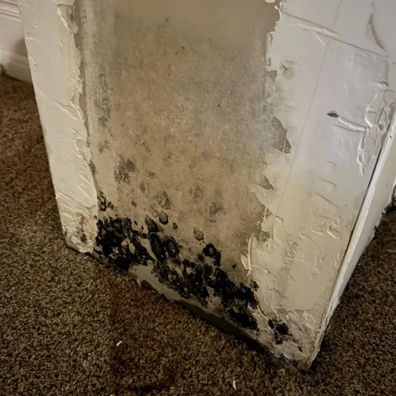 Professional Mold Removal in Goshen, IN